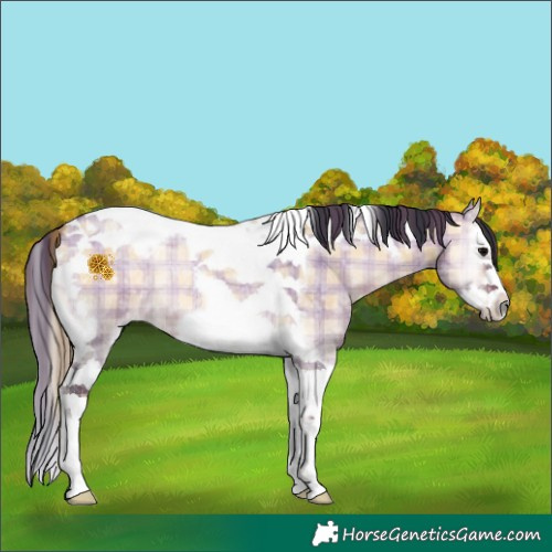 Horse Color:Plaid  Bay Ice Roan Onyx Splash Tobiano Frame 