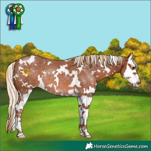 Horse Color:White Spotted Chestnut Splash