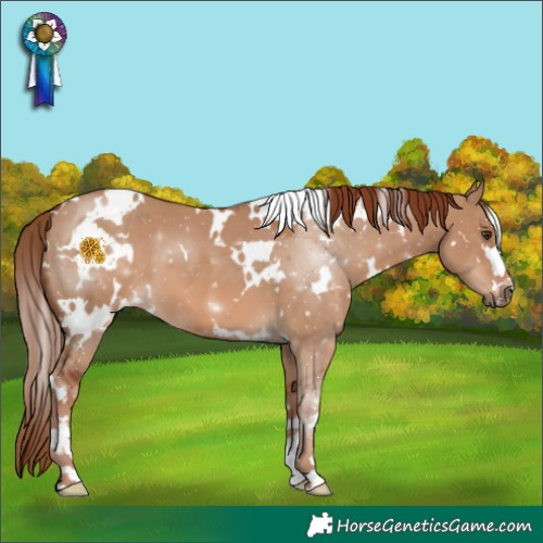 Horse Color:White Spotted Red Dun 