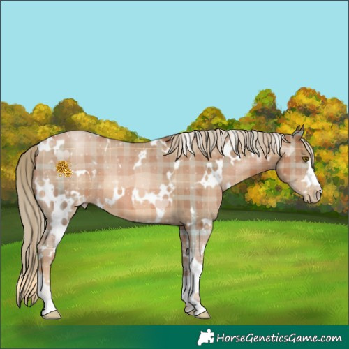 Horse Color:Plaid  White Spotted Liver Chestnut Pearl 