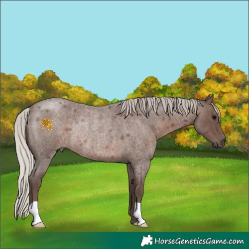 Horse Color:Silver Blue Roan Rabicano