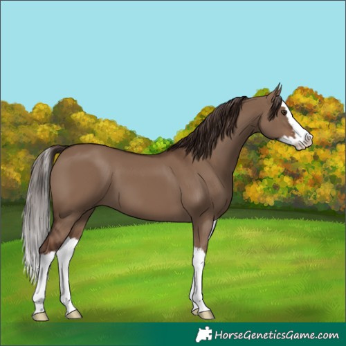 Horse Color:Liver Red Dun Splash