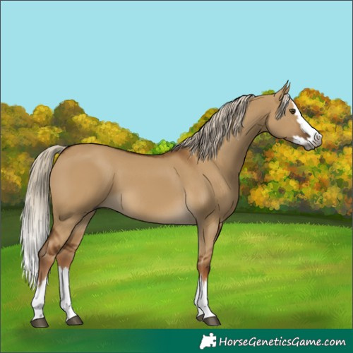 Horse Color:Gray Chocolate Palomino Dun Splash