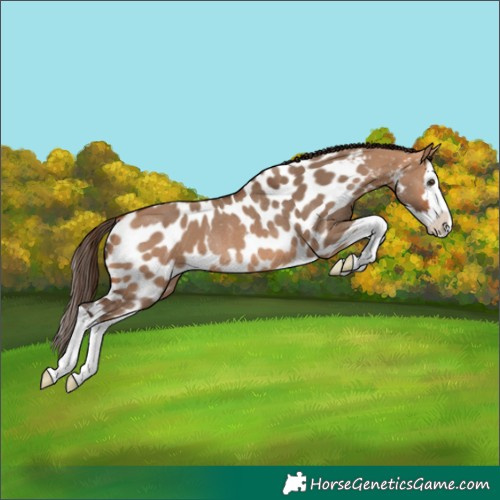 Horse Color:Bay Dun Splash Skewed Appaloosa Rabicano 
