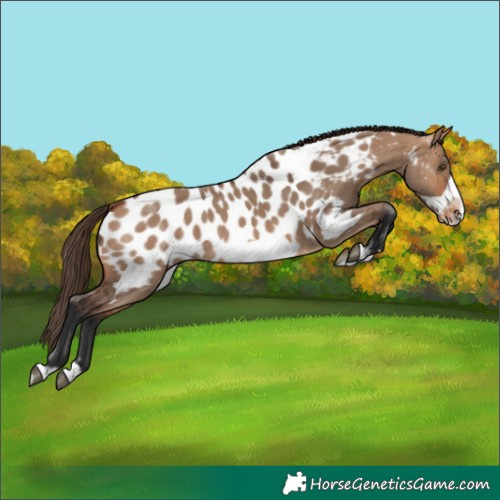 Horse Color:Bay Dun Splash Frame Appaloosa 