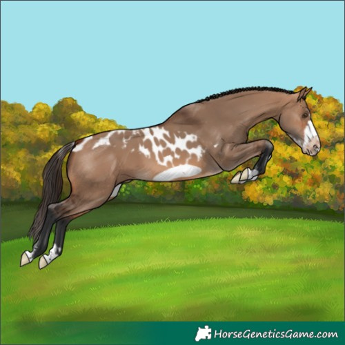 Horse Color:Bay Dun Splash Frame Skewed Appaloosa Rabicano
