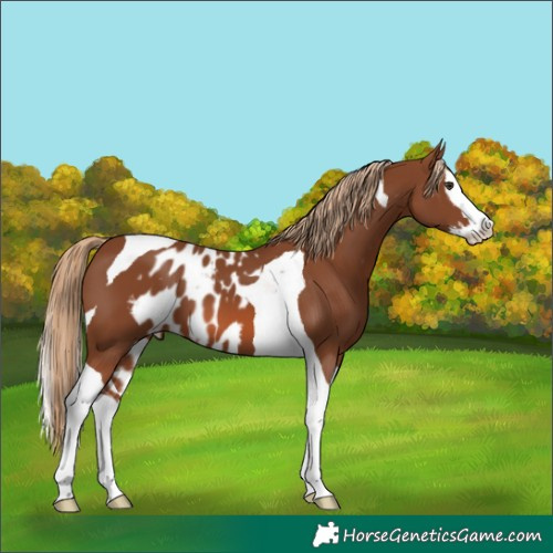 Horse Color:Chestnut Splash Tobiano Skewed Appaloosa