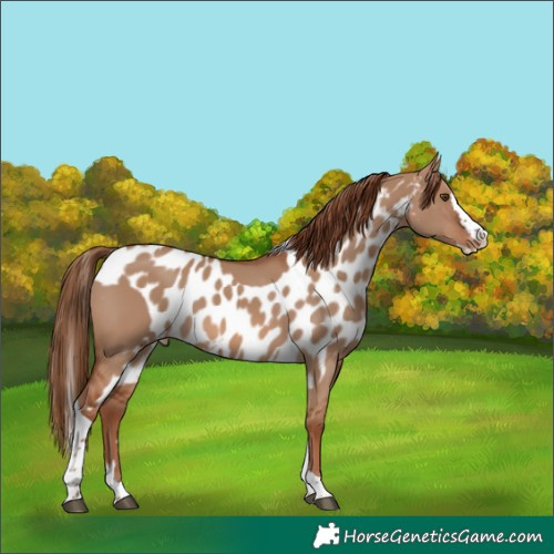 Horse Color:Red Dun Splash Tobiano Skewed Appaloosa Rabicano 