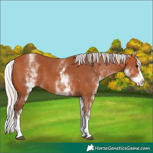 Horse Color:White Spotted Silver Bay Splash 