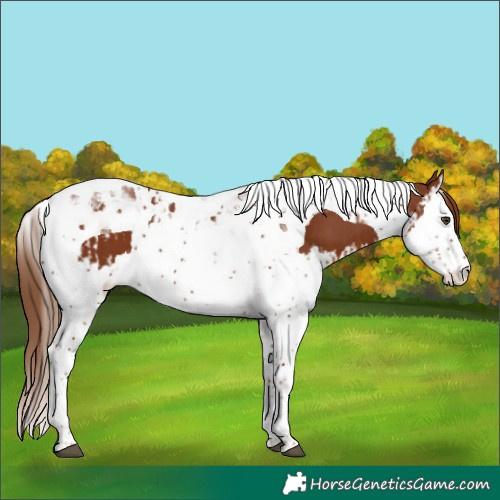 Horse Color:Chestnut Splash Tobiano  and Chestnut Splash Tobiano 