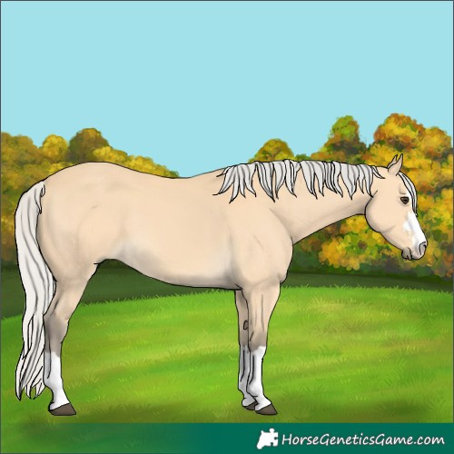 Horse Color:Silver Buckskin