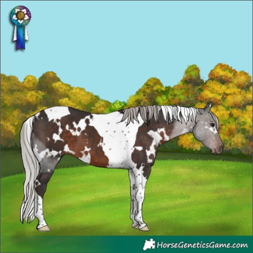 Horse Color:White Spotted Silver Brown Tobiano 