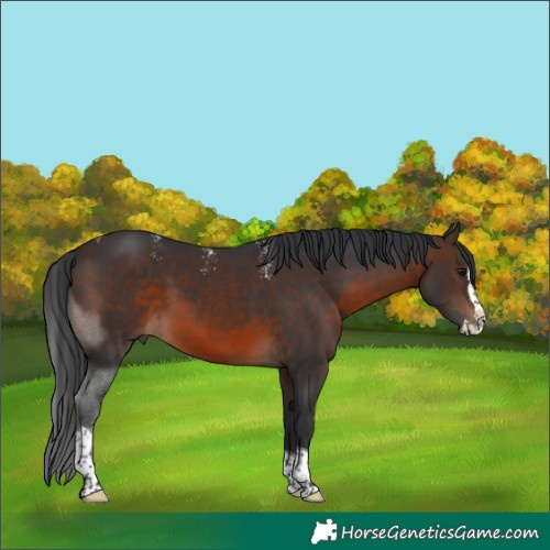 Horse Color:Powder White Brown Splash Tobiano