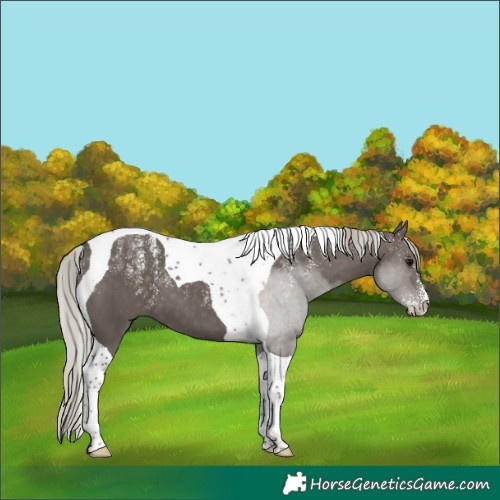Horse Color:Powder White Silver Black Tobiano 