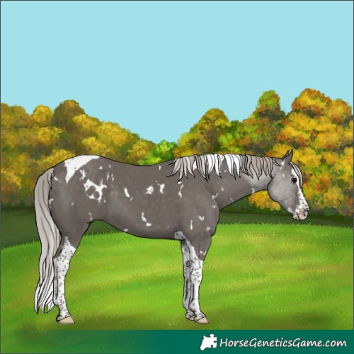 Horse Color:White Spotted Silver Black Splash Tobiano
