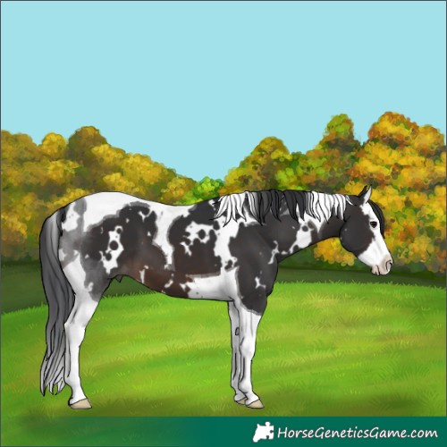 Horse Color:White Spotted Brown Splash Tobiano