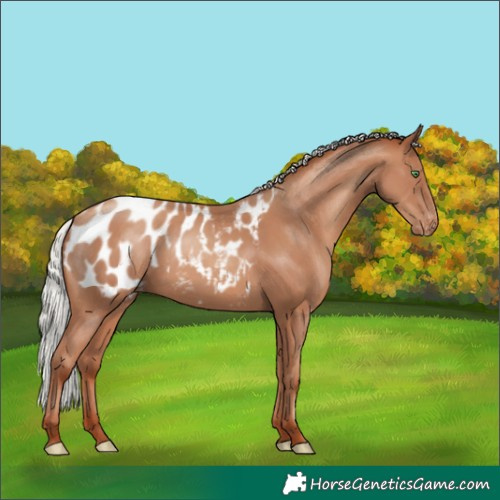 Horse Color:Silver Classic Champagne Blanket Rabicano