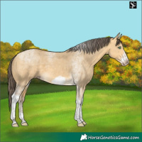Horse Color:Amber Cream Champagne Dun Merle Tobiano Frame 