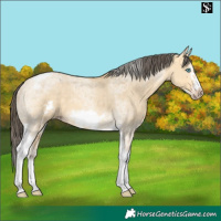 Horse Color:Amber Cream Champagne Dun Merle Tobiano Frame