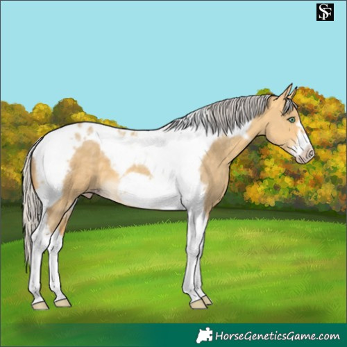 Horse Color:Silver Amber Cream Champagne Dun Tobiano Frame