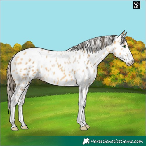 Horse Color:Amber Cream Champagne Merle Tobiano Appaloosa 