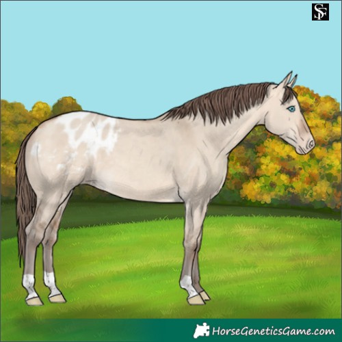 Horse Color:Amber Champagne Dun Merle Blanket