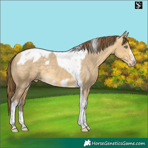 Horse Color:Sable Cream Champagne Dun Tobiano Frame Appaloosa 