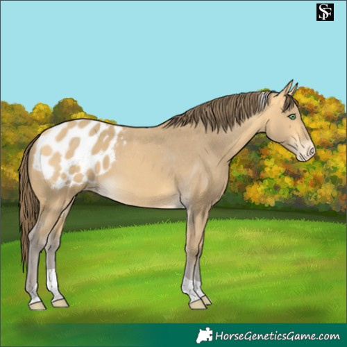Horse Color:Amber Cream Champagne Tobiano Blanket 