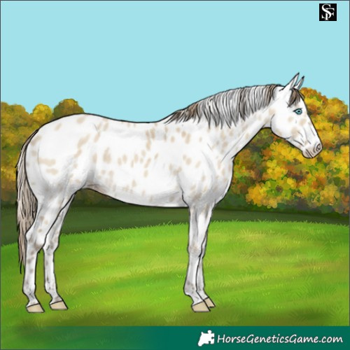 Horse Color:Classic Cream Champagne Dun Merle Near Leopard 