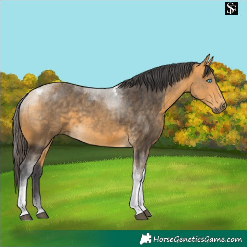 Horse Color:Buckskin Merle Tobiano 