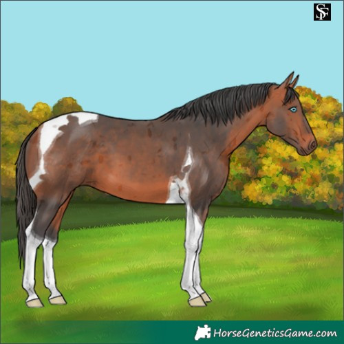 Horse Color:Bay Merle Tobiano 
