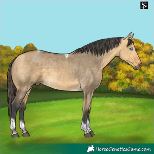 Horse Color:Buckskin Dun Merle Tobiano