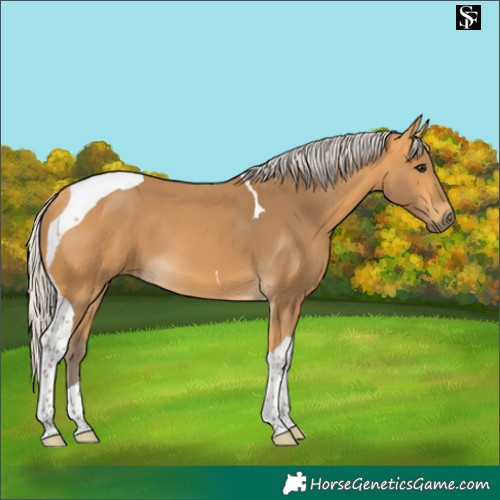 Horse Color:Silver Buckskin Tobiano 
