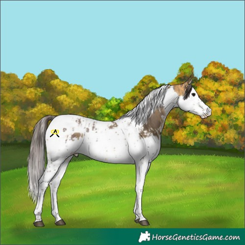 Horse Color:Chocolate Grullo Splash Tobiano  and Buckskin Splash Tobiano 