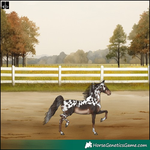 Horse Color:Liver Chestnut Tobiano Skewed Appaloosa Rabicano 