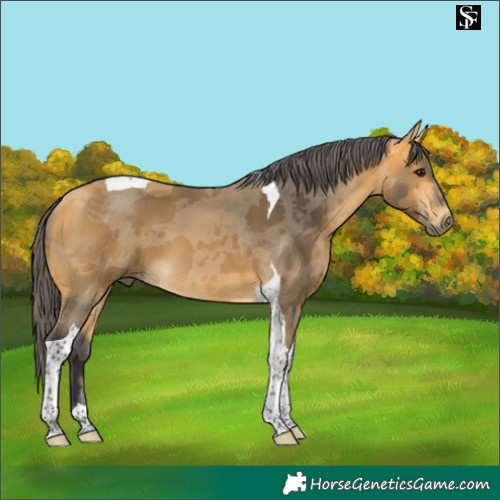 Horse Color:Buckskin Merle Tobiano 