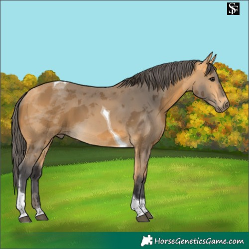 Horse Color:Buckskin Merle Tobiano 