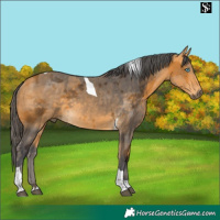 Horse Color:Buckskin Merle Tobiano