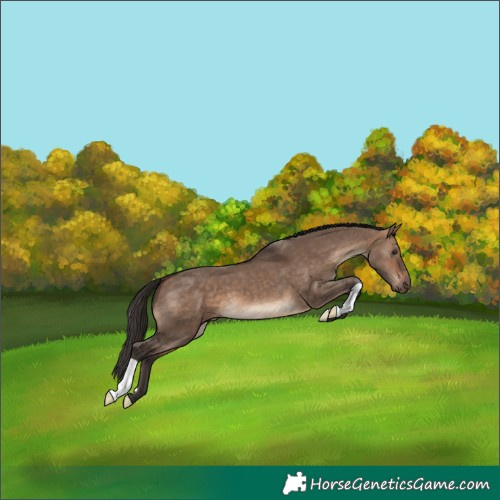 Horse Color:Bay Dun 