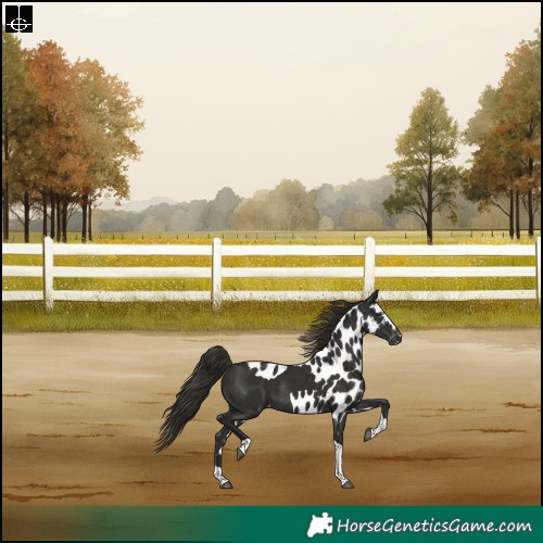 Horse Color:Liver Chestnut Tobiano Skewed LP Spotted Rabicano 