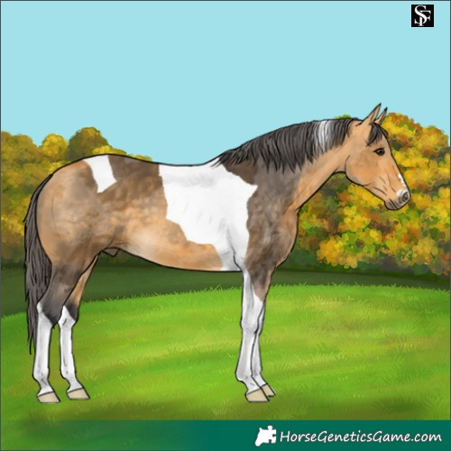 Horse Color:Buckskin Merle Tobiano 