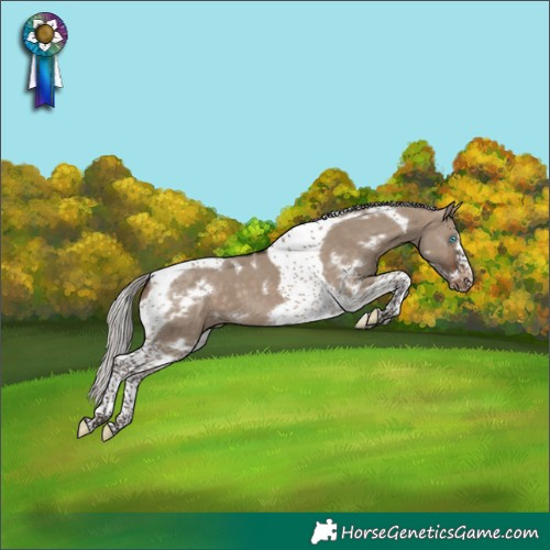 Horse Color:White Spotted Silver Brown Dun Tobiano Frame Appaloosa 