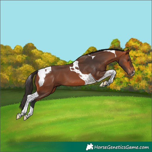 Horse Color:Bay Tobiano 