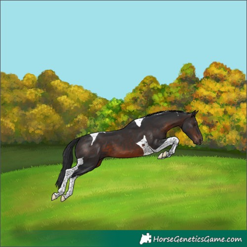 Horse Color:Brown Tobiano 