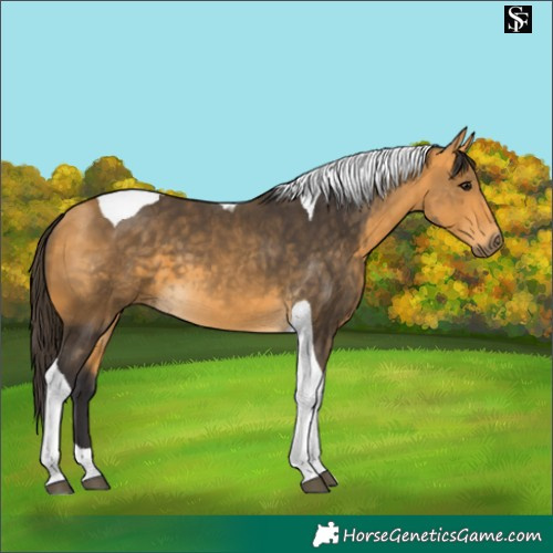 Horse Color:Buckskin Tobiano 