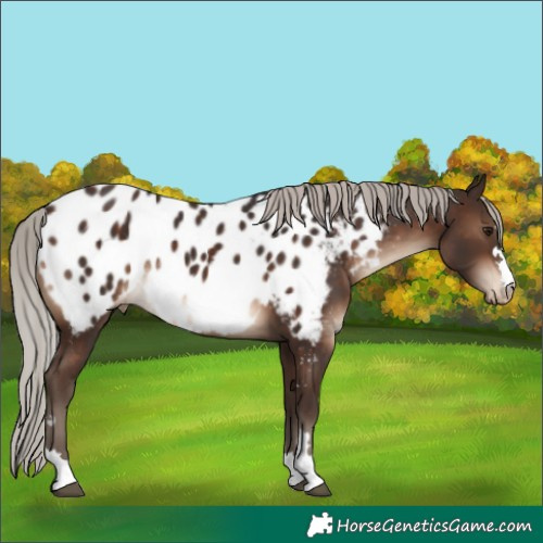 Horse Color:Silver Brown Near Leopard Rabicano