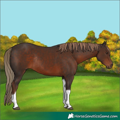 Horse Color:Liver Chestnut Tobiano Rabicano 