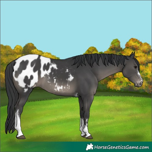 Horse Color:Black Tobiano Appaloosa 