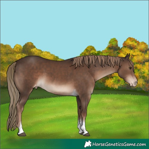 Horse Color:Liver Chestnut Tobiano Varnish 