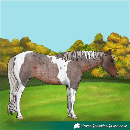 Horse Color:Silver Brown Roan Tobiano Rabicano 